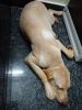 6 months old Labrador Retriever available for sale