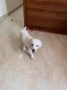 Labrador retriever 3 months puppy for sale