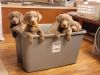 Akc Silver Labrador puppies