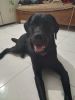 Black Lab looking for a new owner