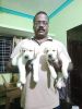 Champian's linage puppies for sale