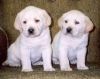 Labrador Retriever Puppies, Yellow, AKC