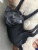 Black Lab is available