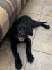 Male Lab/Rottweiler puppy for sale