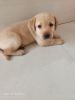 Labrador puppy for sale 20 days old