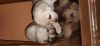 We have pure labrador retriever puppies 3 male and 3 female