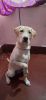 Labrador puppy for sale my name is umesh math my phone number 96068958