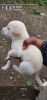 Lab 4 puppies in mix breed for sale