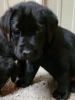 AKC Black Male Labrador Retriever Puppy