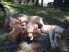 AKC Purebred Labrador retriever Puppies!