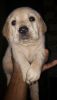 original lab Puppies are available. ( 8000 /- Single lab dog.)