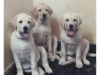 Female lab puppies for sale