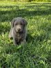 AKC registered silver Labrador puppies