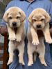 Labrador pups available All year 2022