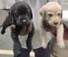 Good Quality lab puppies available