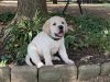 AKC Labrador puppies Champion bloodlines