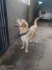 11.5 months vaccinated Labrador male puppy for sale