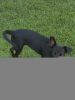 Female Black Lab Puppy