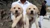 Registered labrador retriever puppies