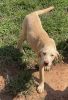 AKC registered labrador puppies, two girls available