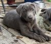 Labrador Retriever Puppy for a Price that you won't believe