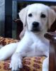 Good long coat Labrador puppy available for sale