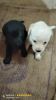 Top quality KCI registered Labrador puppy available for sale
