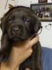 Labrador puppies looking for loving homes
