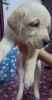 I want to sell my puppy age 45 days female. Hyderabad