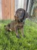 Chocolate labs for sale