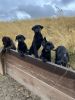 Beautiful AKC registered black Labrador Retriever puppies for sale.