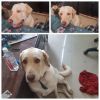 Want to sell my lab dog. He is 9mths old.