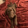 14 week old chocolate Labrador retriever puppies