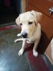 Lab for sale 3months 4 vacsins and attitude