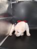 Health Tested AKC Labrador Retriever puppies