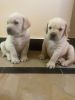 35 days old Lab puppies for sale