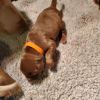 Akc silver and chocolate lab puppies