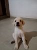 1 month old labrador male puppies