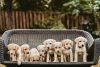 9 AKC Registered Labrador retriever Puppies