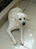We want a re-home for our pet labrador dog who is 5 years old.