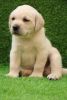 Heavy size home litterment labrador puppies available in Chennai