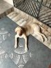 5month female Labrador puppy for sale