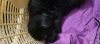 Black Labrador retriever male... 45 days old... Healthy and very activ
