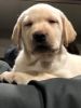 Purebred Female Yellow Labrador Retriever Pup For Sale
