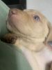 Akc Registered Labrador Retriever Puppies FOR SALE!