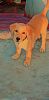 Doble bone female Labrador puppy 3 months old for sale