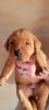 AKC Fox Red Labrador Retrievers $900