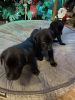 AKC Registered Labrador pups looking for forever homes.