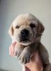 AKC registered English Labrador retriever puppies