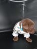 AKC Labrador Retriever Puppies health Tested